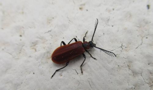 Schizotus pectinicornis